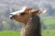 LLama