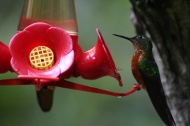Colibri pechicastao