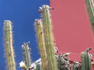 Cactus