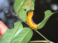 Oruga