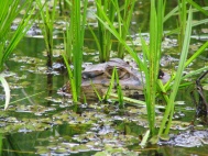 Caiman