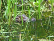 Caiman al acecho