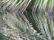 Reflejos