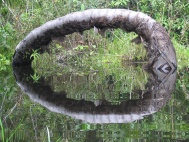 El rbol ojo