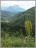 Valle de Vi