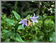 Campnula