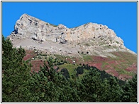 Selva de Oza