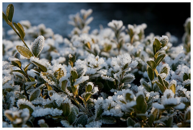 Frozen Plants
