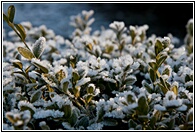 Frozen Plants