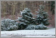 Frozen Park
