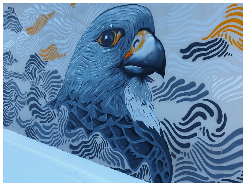 Bird