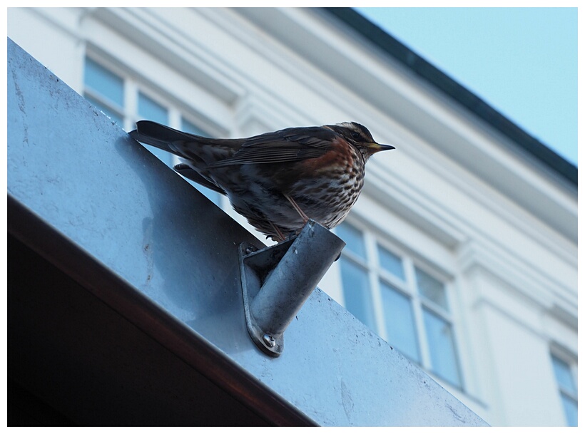 Redwing