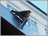 Redwing