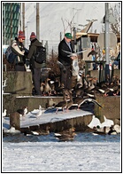 Feeding Ducks