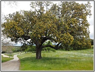 Encinas