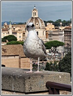Palatino