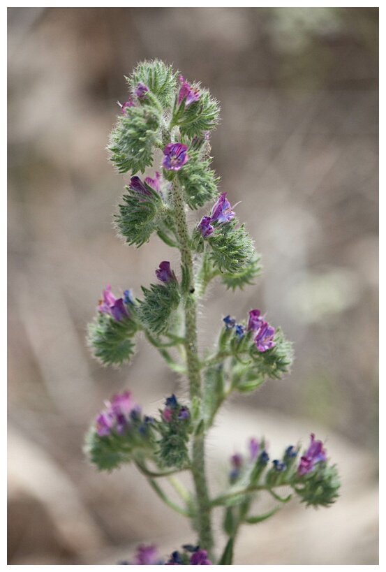 Flores de Ruidera