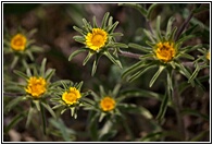 Flores