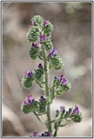 Flores de Ruidera