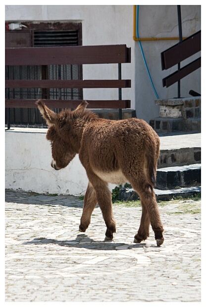 Lost Donkey