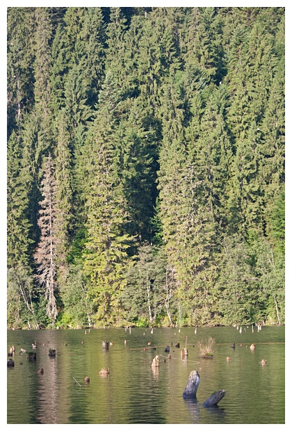 Fir Stumps