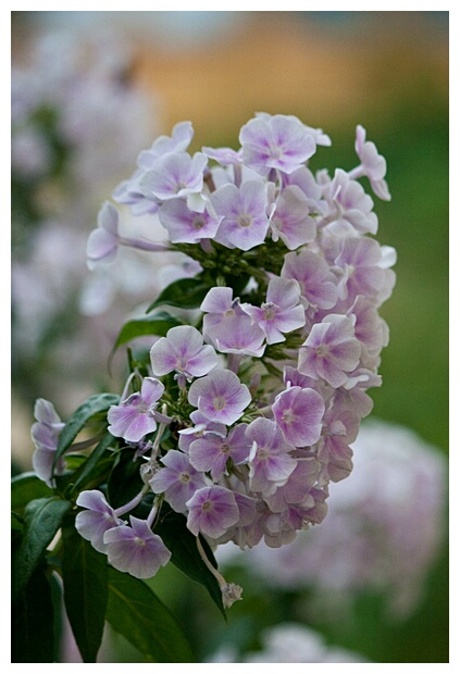 Flowers of Monasteriy