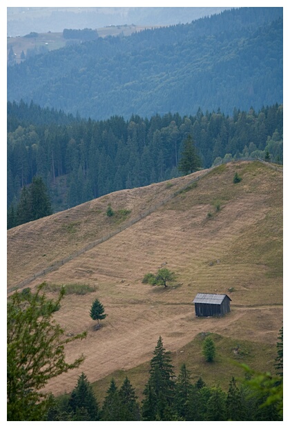 Lonely Fields