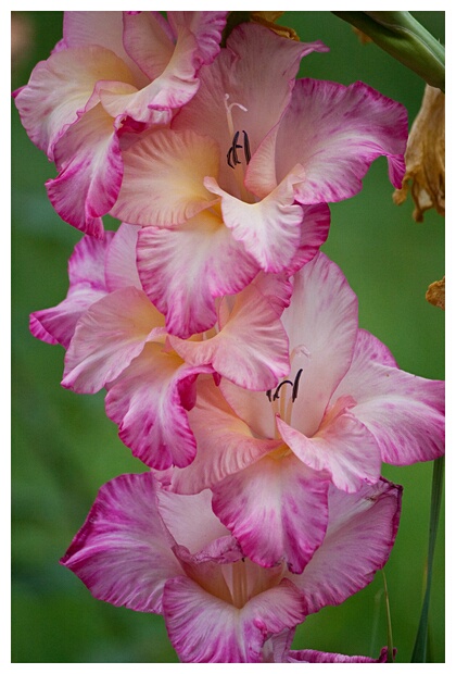 Beautiful Flowers