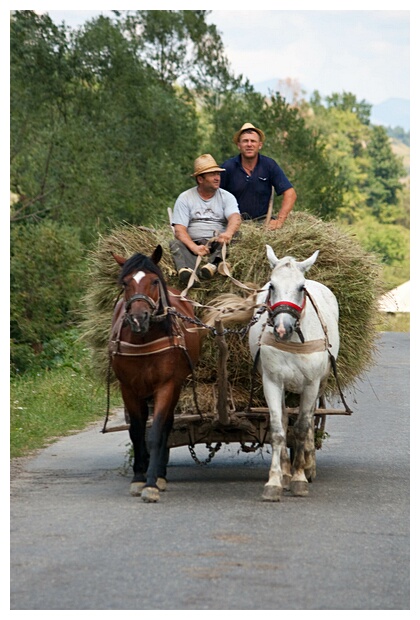 Horse-Drawn Cart