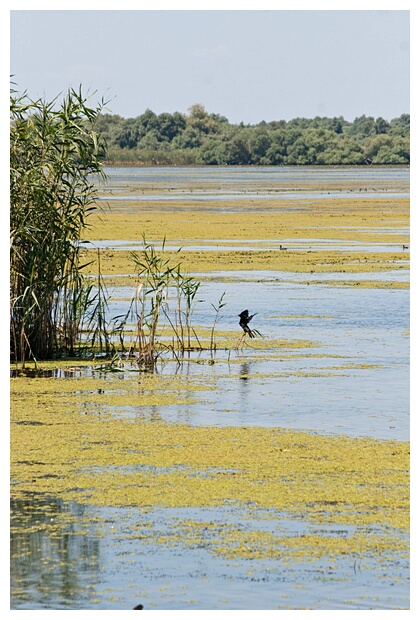Danube Delta