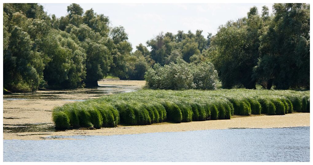 Reeds and Marshes