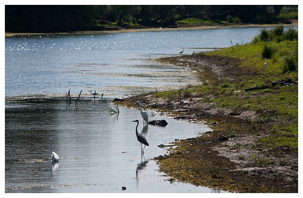 Danube Birds