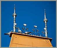 Doves on the Roof