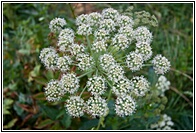 Wild Flower