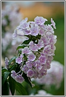 Flowers of Monasteriy