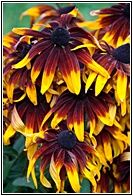 Coloured Flowers