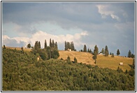 Bucovina Landscape