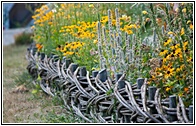 Natural Fence