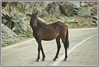 Wild Horse