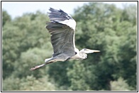 Grey Heron