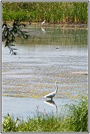 White Egrets