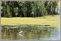 Danube Delta