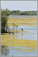 Danube Delta