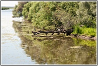 Danube Delta Landscape