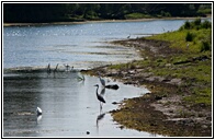 Danube Birds