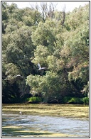 Wild Nature