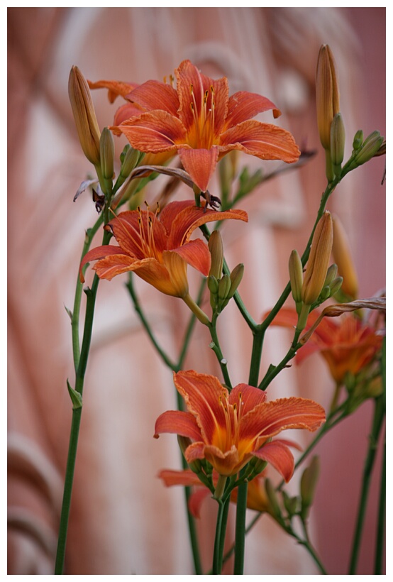 Flowers at the Monastery