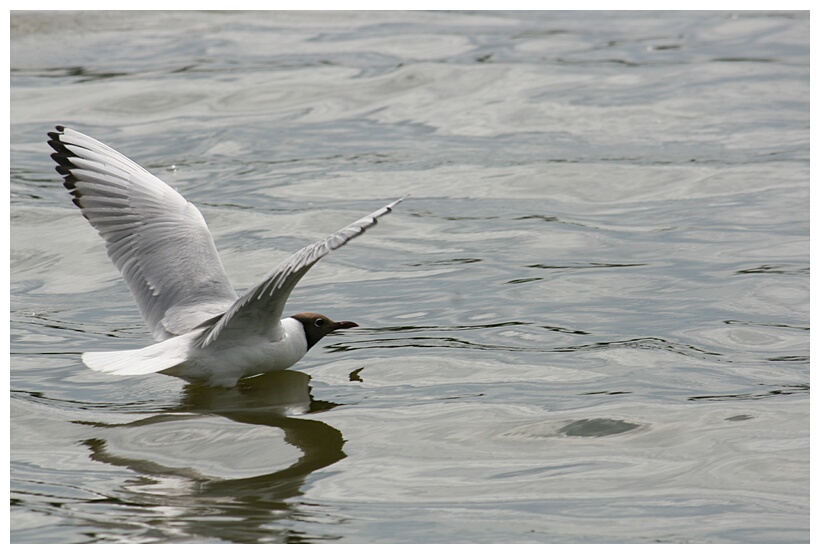 Bird Gliding