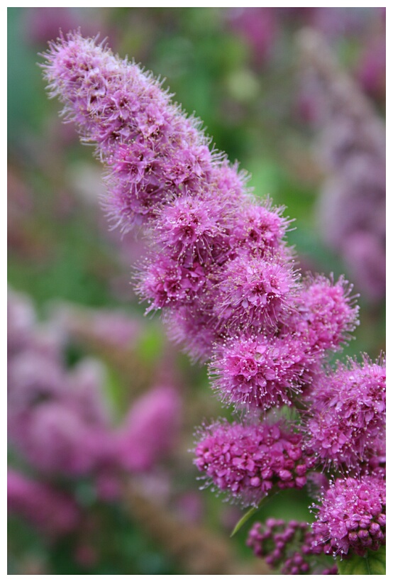 Northern Flower