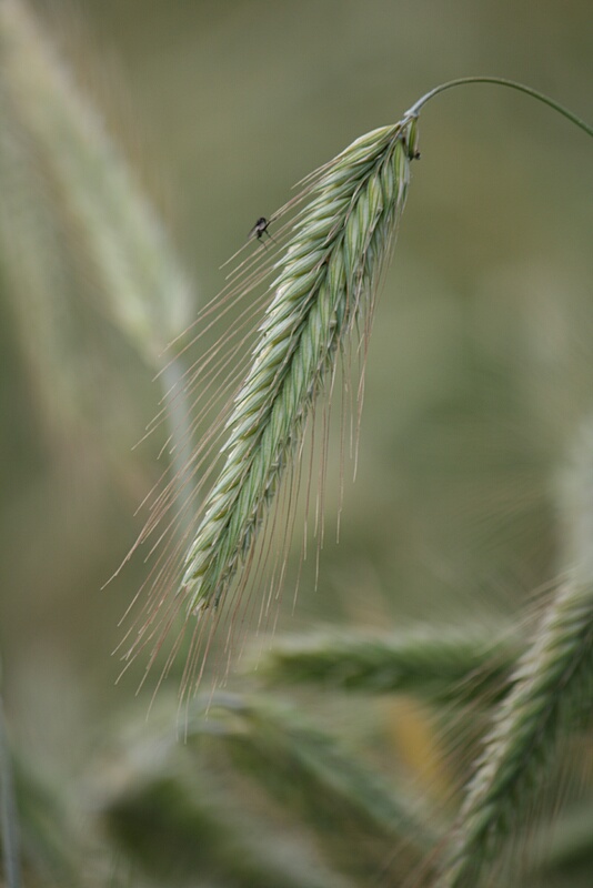 Wheat Ear